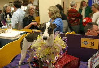 Illustration for article titled Deep, DEEP Inside The Westminster Dog Show
